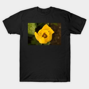 11316 yellow tulip T-Shirt